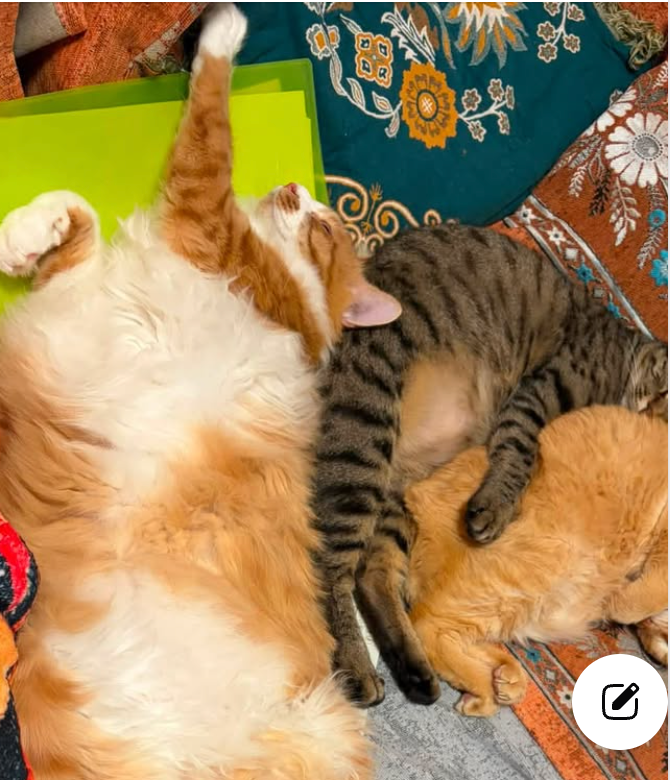 皐月とひかり、寄り添う兄妹猫